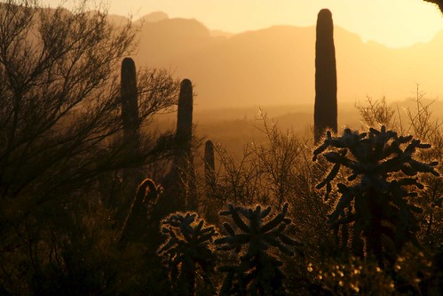 2016 arizona cacti chollacacti desert flickr gps jumpingchollacactuscylindropuntiafulgidachainfruitcholla landscapes mountains pinalcounty saguarocactuscarnegieagigantea sanpedrorivervalley sunsets usa unitedstatesofamerica