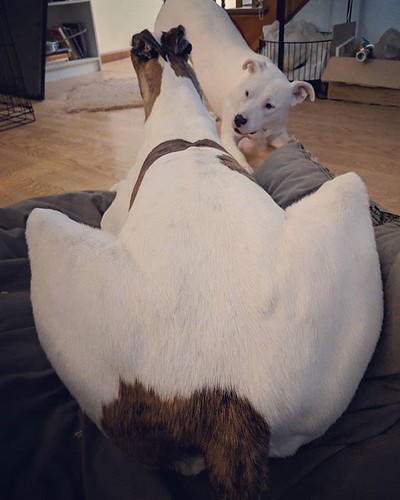 Doggos at play, the Big Butt angle. #Cane #dogsofinstagram #greyhound #greyhoundsofinstagram #Carla #pitbullsofinstagram #pitbullmix #pittie