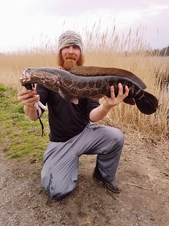 Photo of Man holding a Northern snakehead