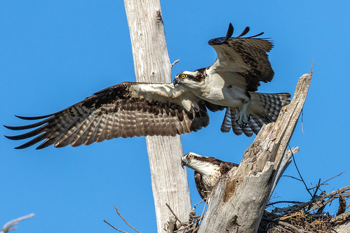 outdoor blue sky nature wildlife 7dm2 ef100400mm canon florida bird bif flight osprey raptor hawk