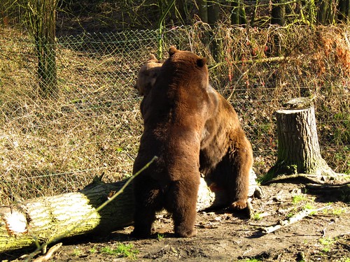Bears at Olmense Zoo