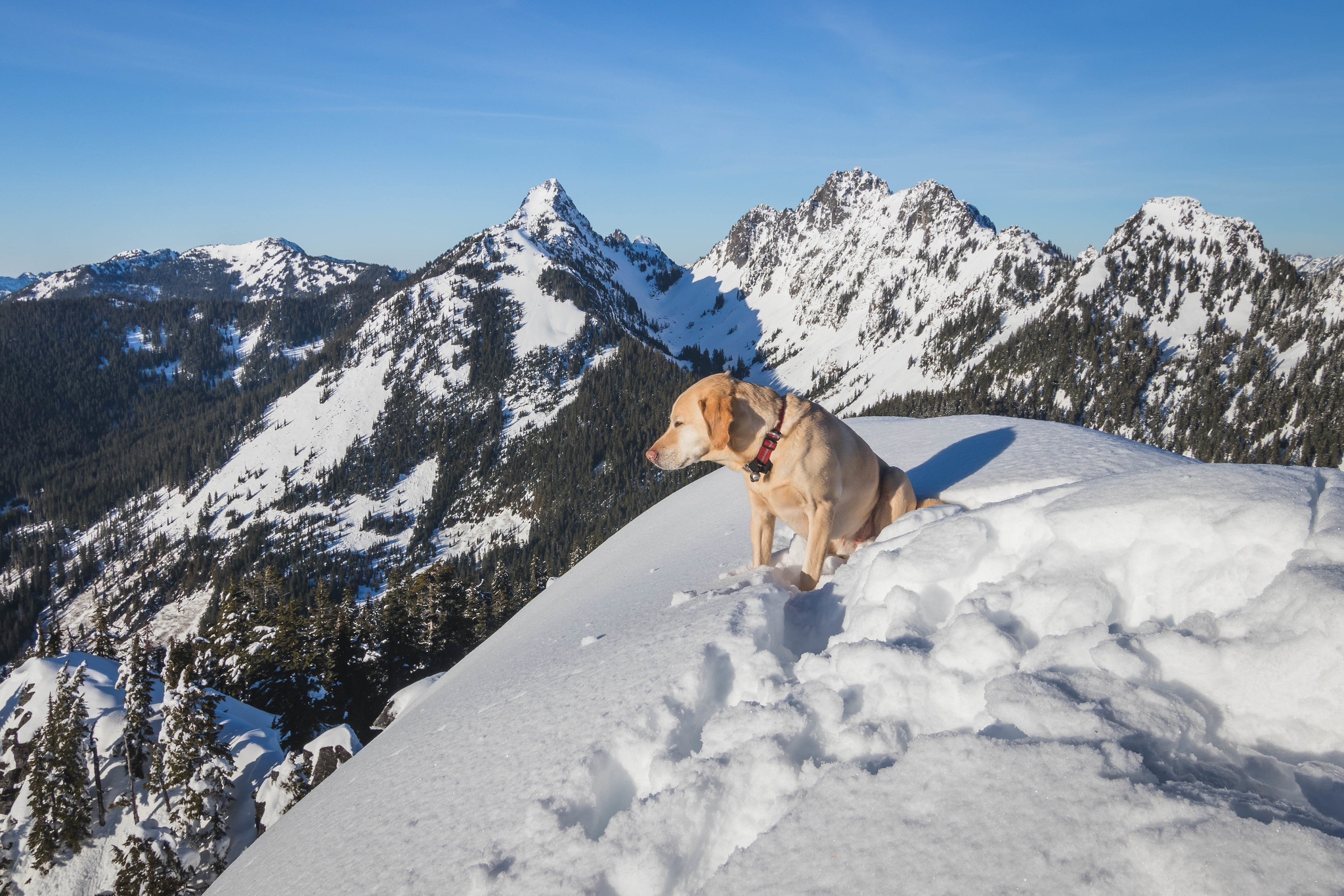 Summit dogs on Green Mountain