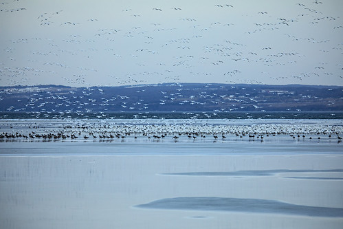 life snow geese migraiton snowgeese flock flocking lake ice skaneateles spring springtime migrations beautiful wild wildlife flx fingerlakes canon 2019