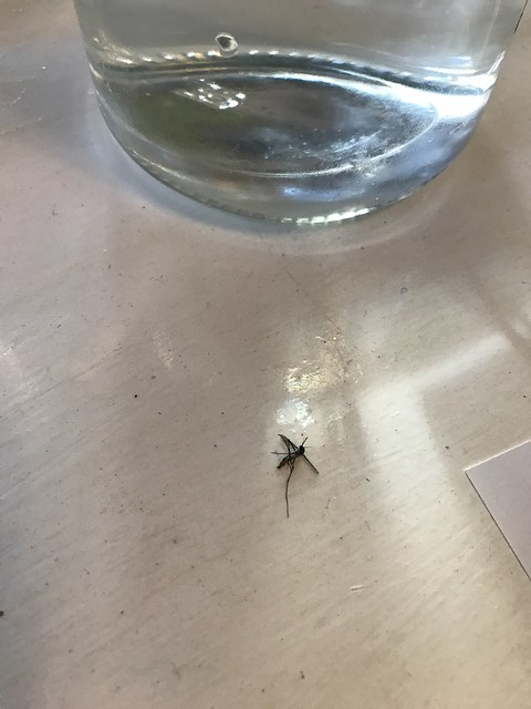 Tavern, mosquito