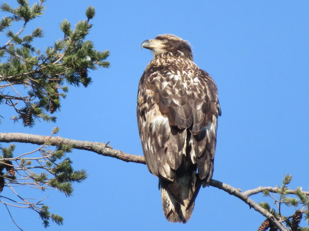Juvenile Eagle.