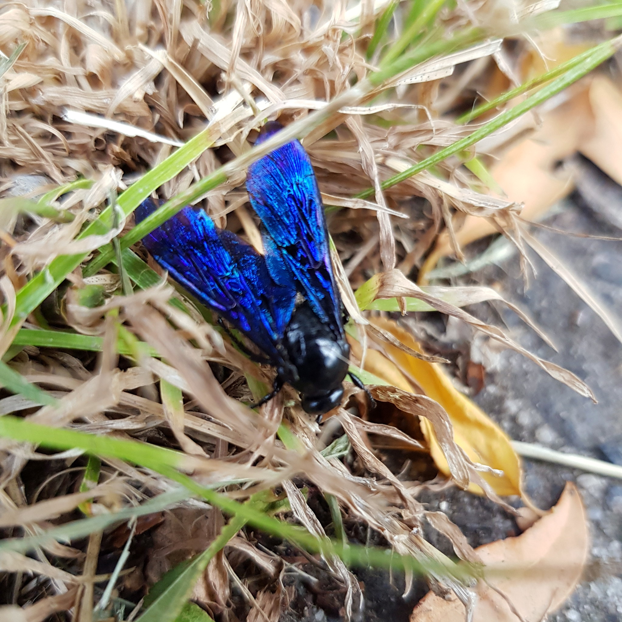 Blue flower wasp in the garden