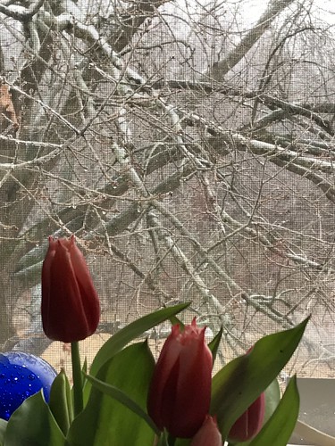 tulips and ice