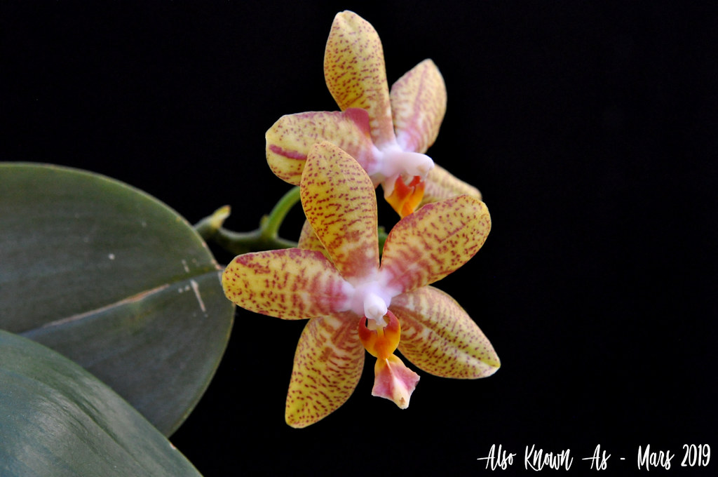 Phalaenopsis Veronique Bert (amboinensis x Sonnentau) 32558300957_ebf2a3a089_b
