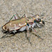 Bronzed Tiger Beetle - Cicindela repanda (Carabidae, Cicindelinae, Cicindelini) 107g-2010