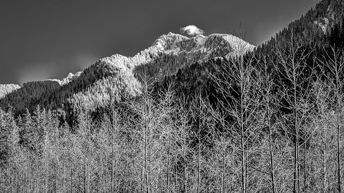 mountainloophighway washington northwest mountain landscape blackandwhite monochrome trinterphotos alders winter