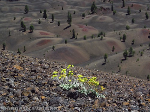 The Painted Dunes below, and wildflowers above on the Cinder Cone in Lassen Volcanic National Park, California