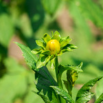 Dahlia Flower Bud