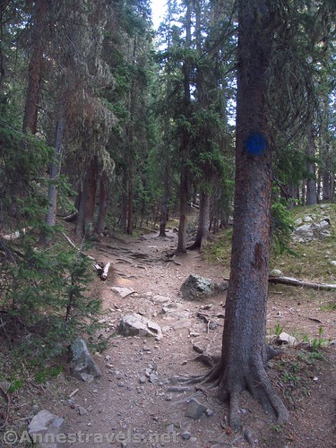 The Williams Lake Trail, Carson National Forest, New Mexico