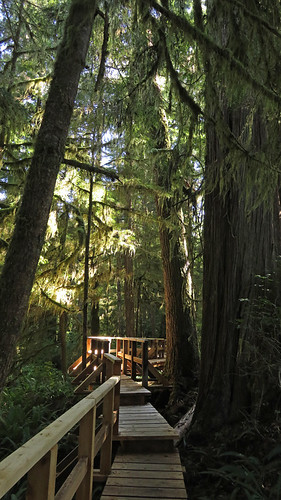 Wooden walkway through the Pacific Rim Rainforest trail on Vancouver Island, Canada