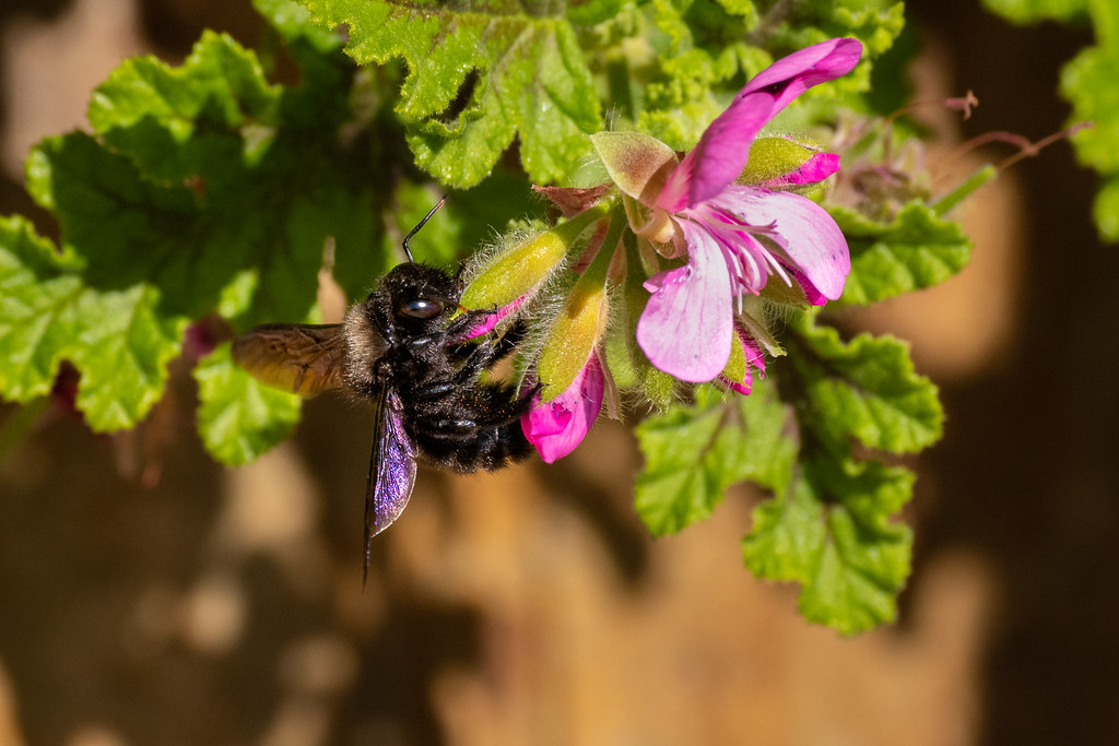 Violet Carpenter Bee/Abelha Carpinteira (Xylocopa violacea)