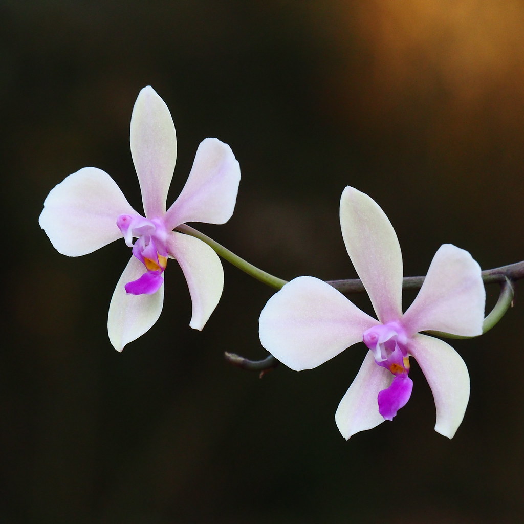 Phalaenopsis Zen (stobartiana x lowii) 33314048668_8595b3d34f_b
