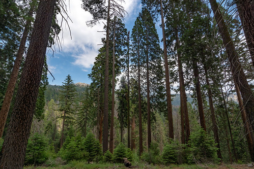 nationalpark sequoia seki npsbadgercaliforniaunitedstatesus