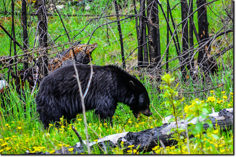 Bear in the Jasper National Park 4