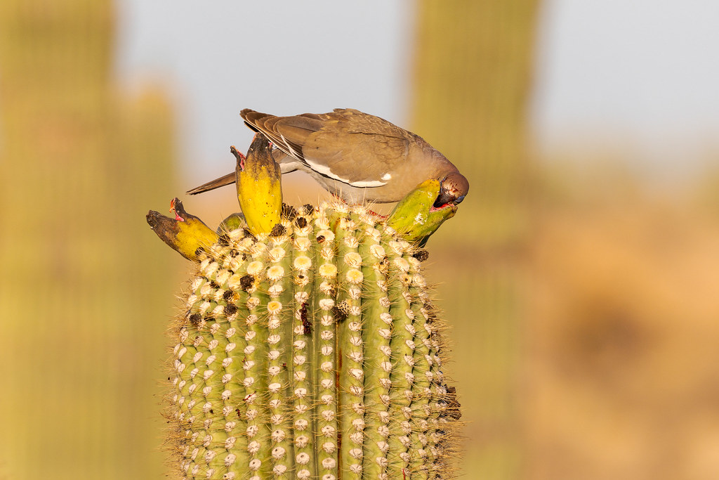 A white-winged dove sticks its face into a saguaro fruit to feed along the Latigo Trail in McDowell Sonoran Preserve in Scottsdale, Arizona