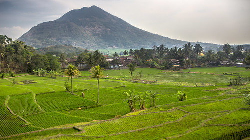 vacation holiday asia indonesië indonesia java trainride kalodaya karangsari jawabarat rice fields green id