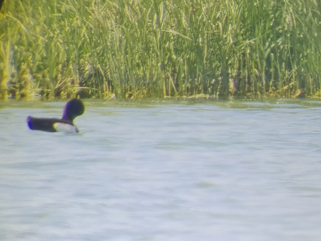 Tufted Duck At Werribee Treatment Plant!!!