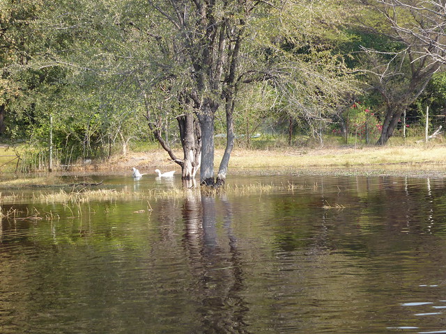 POR ZIMBABWE Y BOTSWANA, DE NOVATOS EN EL AFRICA AUSTRAL - Blogs de Africa Sur - Traslado a Maun. Nos adentramos en el Delta del Okavango (4)