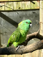 Parrot - Photo of Louplande