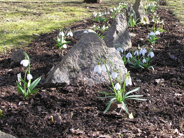 Galanthus Bed