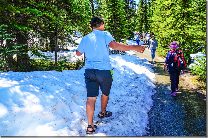 Peyto Lake Trail