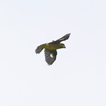 Spot-winged-grosbeak