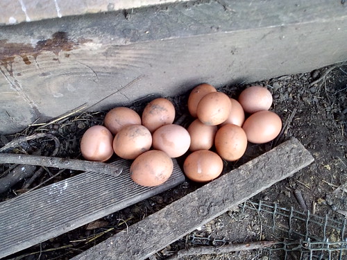 eggs in hedge Feb 19