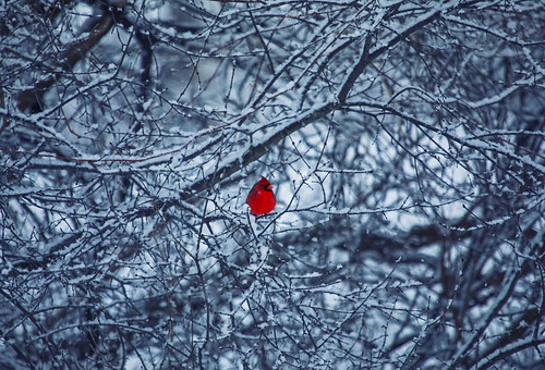 tuesday cardinal bird birds birding red white winter seasonal beautiful morning nature outdoors snow snowy hike hiking canon 2019 life landscape