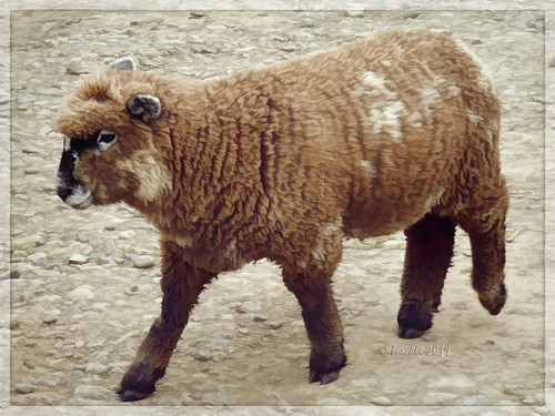 akaroa sheep schaf schafe tier tiere animals newzealand animal outdoor wooly nature natur photoborder rahmen frame topaz textures texturen texture textur farm rx100m6 009106 fleabay pohatupenguins