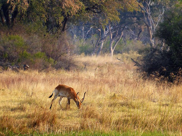 Vuelo sobre el Delta del Okavango. Llegamos a Moremi. - POR ZIMBABWE Y BOTSWANA, DE NOVATOS EN EL AFRICA AUSTRAL (31)