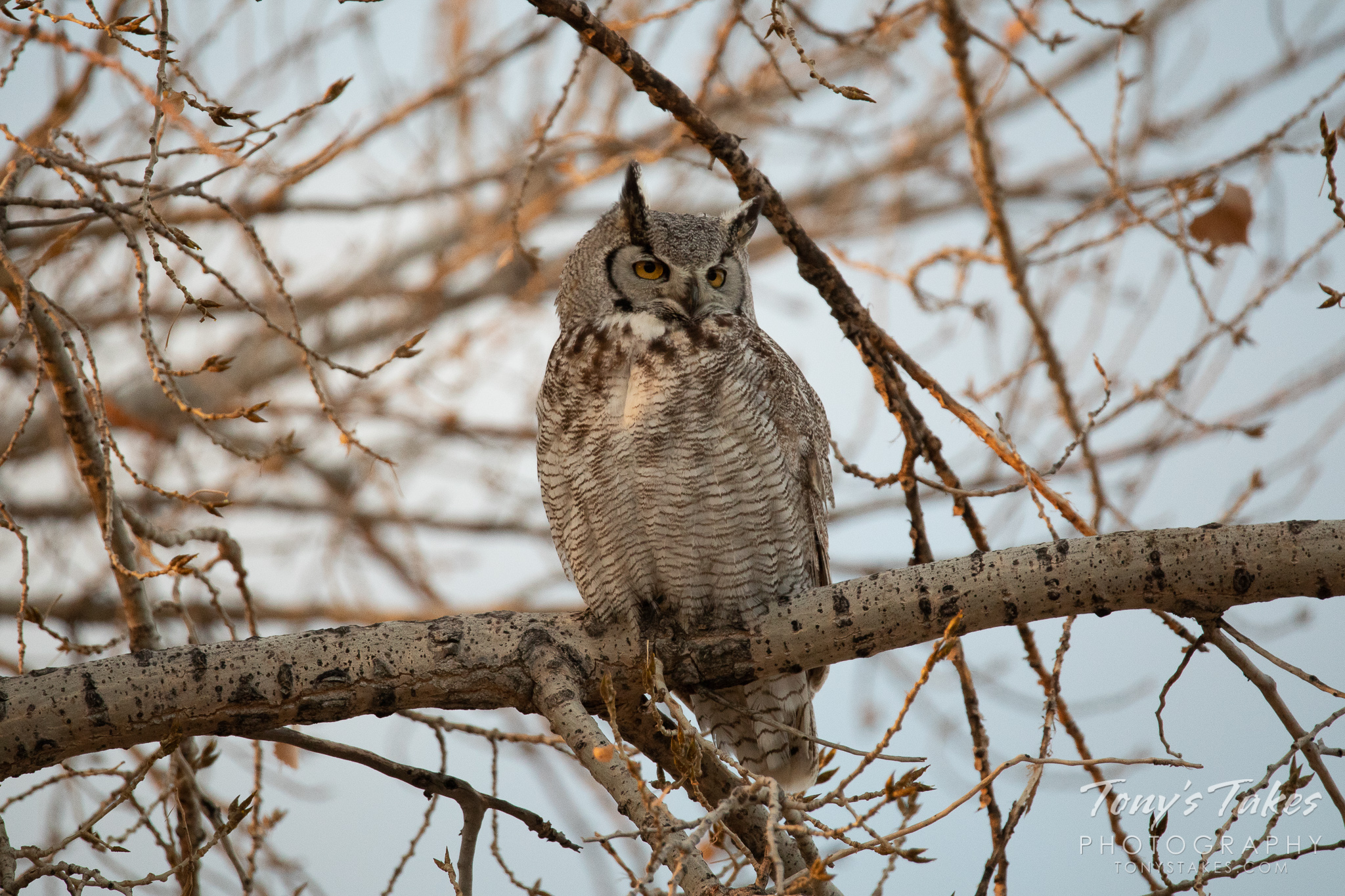 A great horned owl keeps watch at Jackson Lake State Park in Colorado. (© Tony’s Takes)
