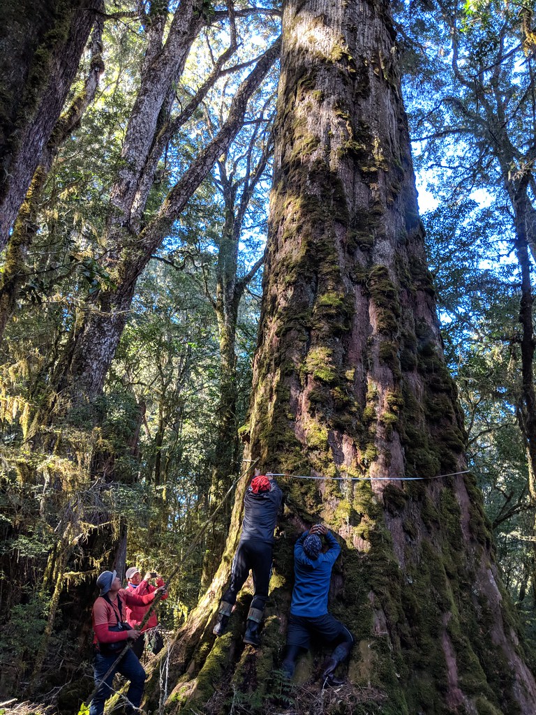 研究團隊於清八通關古道的巨木森林，測量台灣杉巨木樹圍。