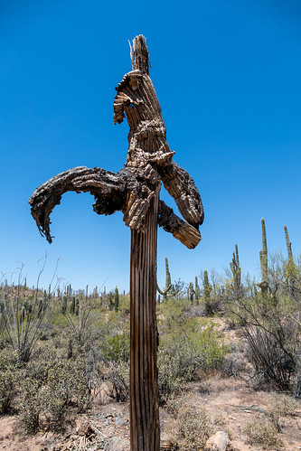 arizona saguaro usa unitedstates westtucsonmountaindistrict cactus desert nationalpark tucson unitedstatesofamerica