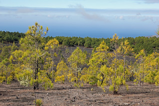 colourful scenery with pine trees near El Pilar