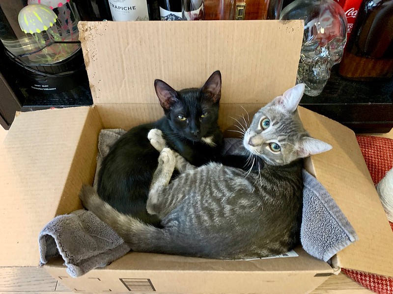 Matilda and Fomo in a Box