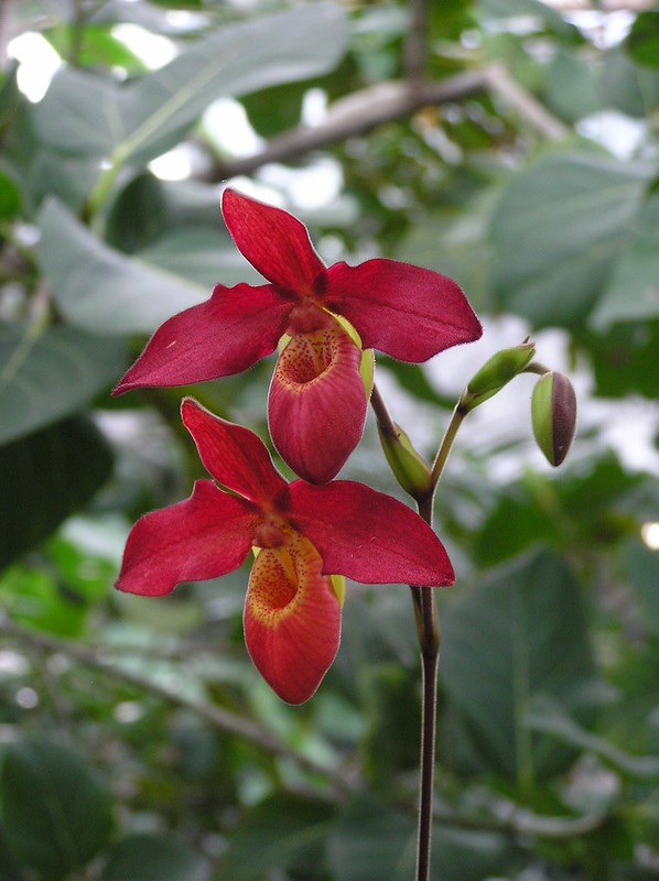 Annual Orchid Show in Tallinn Botanic Gardens