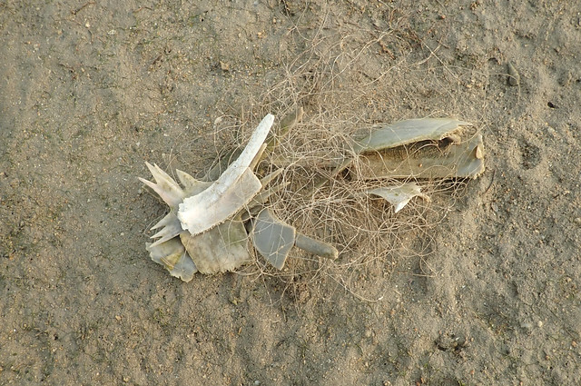 Bones of sea turtle in a fishing net