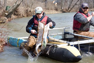Photo of crew Stocking trout