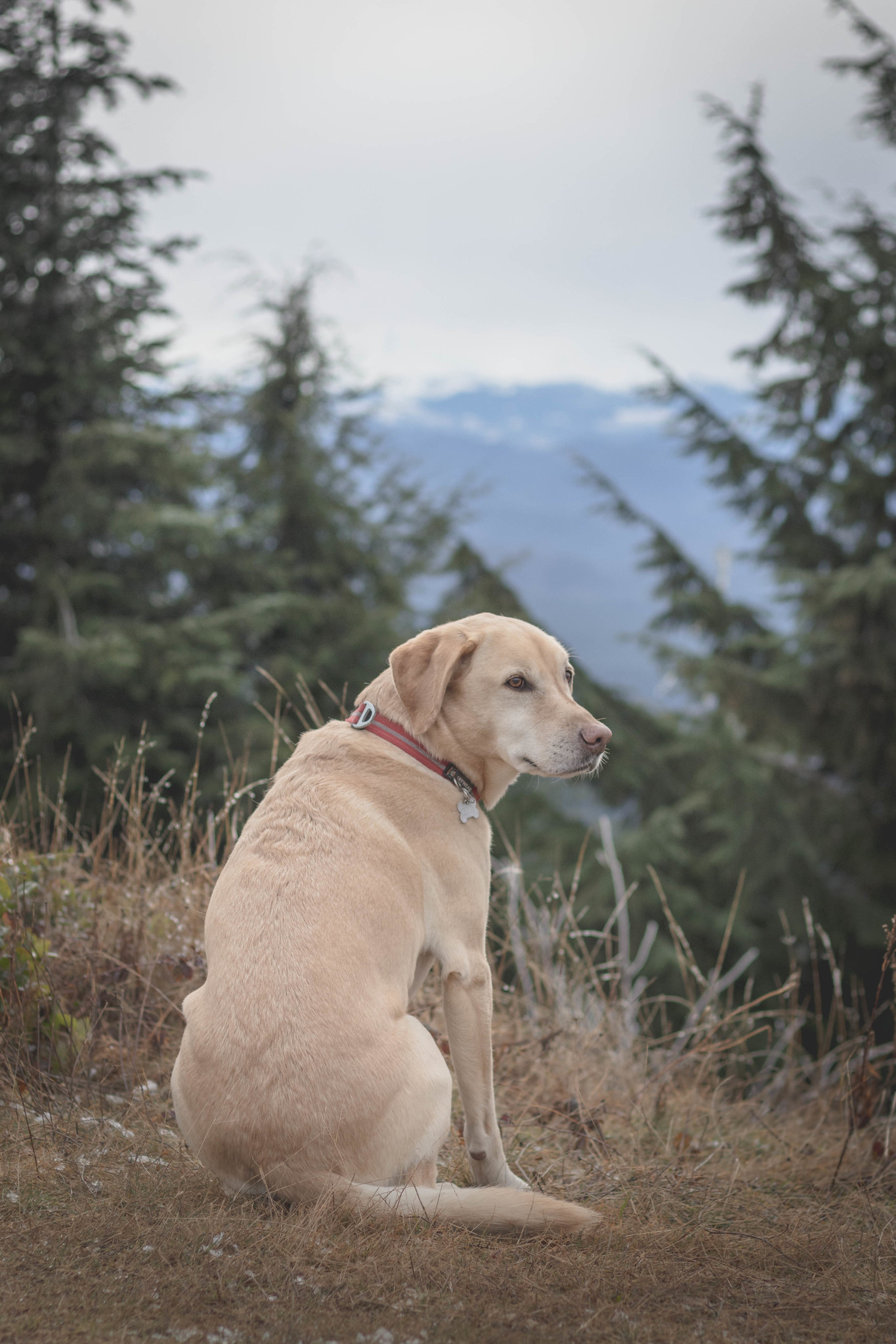 Summit dogs on East Tiger Mountain
