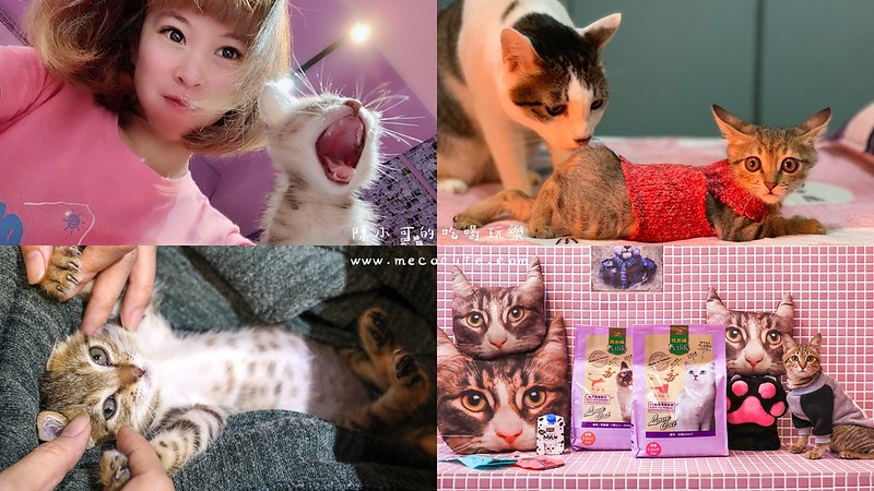 寶多福LOVE CAT系列寵物食品,貓咪飼料 @陳小可的吃喝玩樂