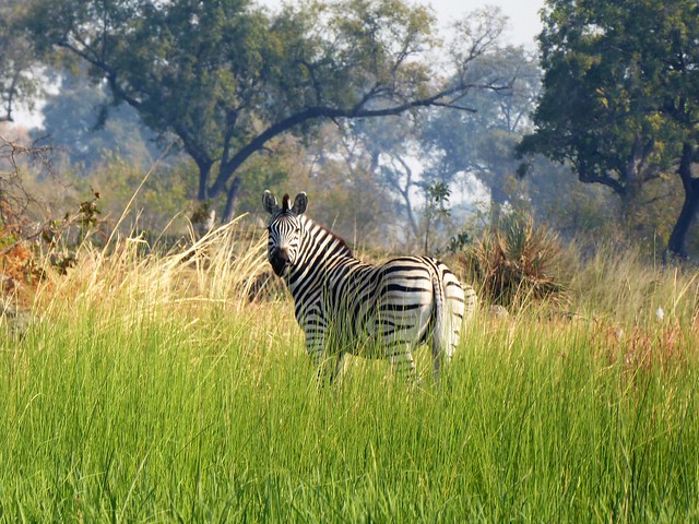 Traslado a Maun. Nos adentramos en el Delta del Okavango - POR ZIMBABWE Y BOTSWANA, DE NOVATOS EN EL AFRICA AUSTRAL (13)