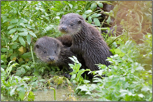 Two Otter Cubs (image 2 of 3)