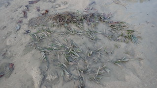 Tape seagrass (Enhalus acoroides)
