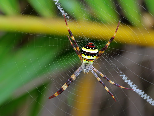 spider standrewscross taxonomy:binomial=argiopekeyserlingi argiopekeyserlingi canoneos7dmarkii geo:country=australia