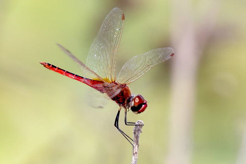 wandering pennant dragonfly