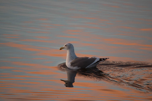 alseabay oregoncoast birds fauna flickr sunset waldport